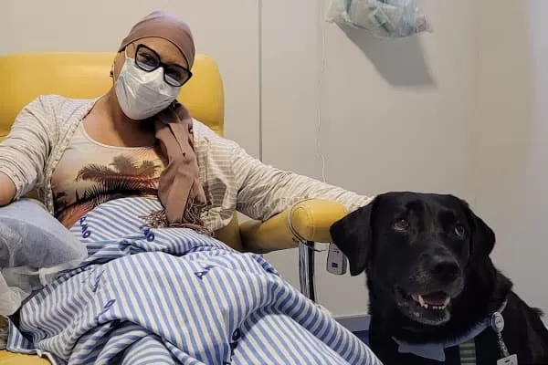 Labradores ajudam pacientes na superação do tratamento com quimioterapia