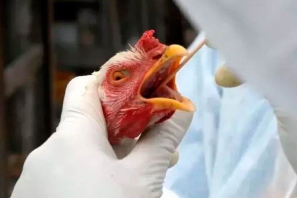 OMS avalia risco da gripe aviária para humanos como 