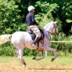 Cavalaria da PM celebra 190 anos com uma semana repleta de atividades festivas