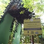 Salvador inaugura Jardim Etnobotânico com plantas sagradas e conexão ancestral