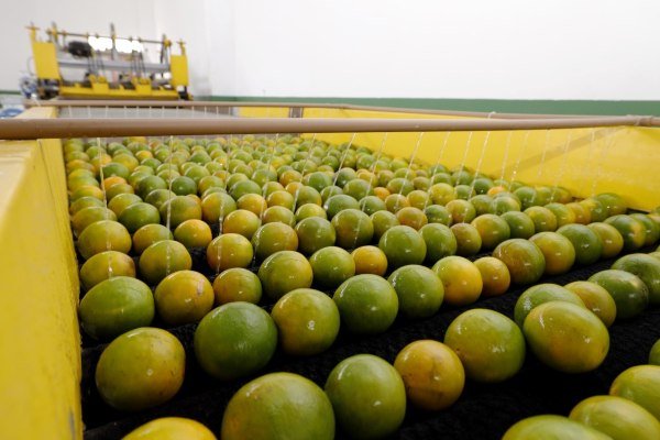 Rio Real inaugura unidade de beneficiamento de laranja e mira mercado internacional
