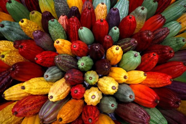 Comissão do Senado aprova título de Capital Nacional do Cacau e do Chocolate para Ilhéus