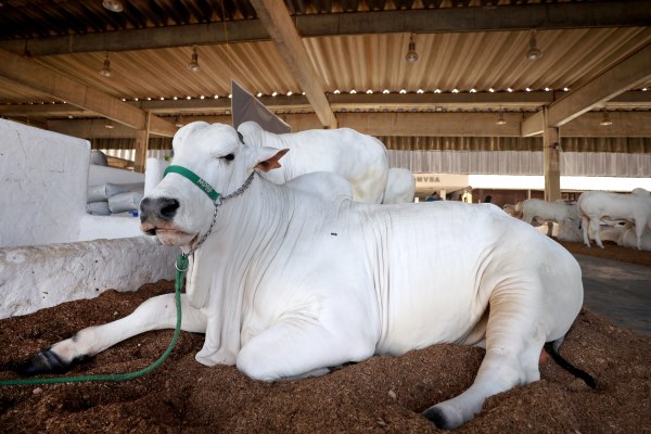 Fenagro 2025 deve movimentar R$ 120 milhões e atrair 200 mil visitantes no Parque de Exposições