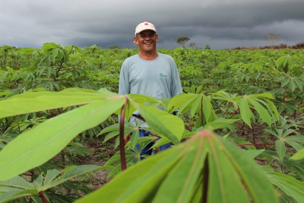 Mandioca_Agricultura