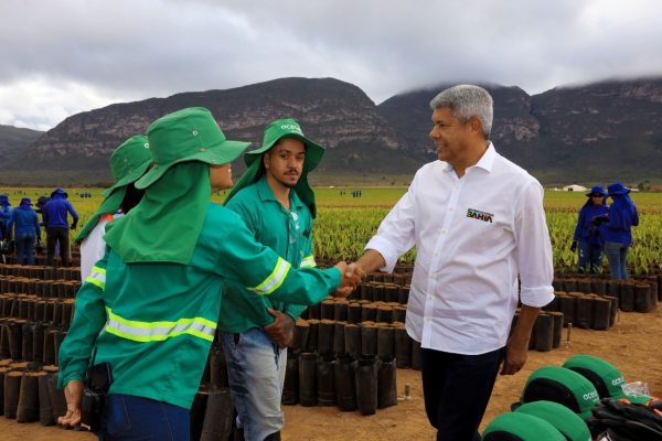 Plantação Mucugê Jerônimo