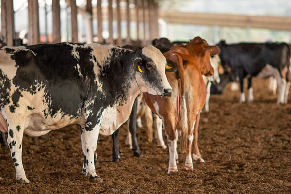 Bovinocultura de leite