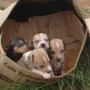 Cachorros abandonados